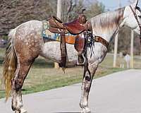 trail-gaited-horse