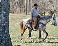 grey-trail-horse