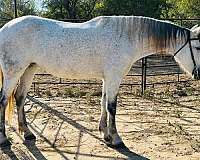 barrel-racing-andalusian-pony