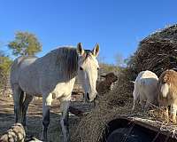 racing-andalusian-pony