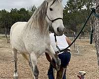 roping-andalusian-pony