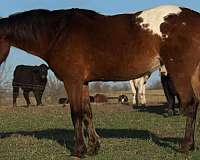 ranch-work-quarter-pony