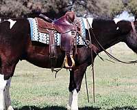 quarter-horse