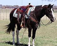 ranch-work-quarter-horse