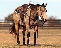 buckskin-none-horse