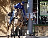 ranch-work-quarter-horse