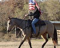 all-around-quarter-horse