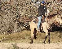 beginner-quarter-horse