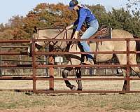 ranch-quarter-horse