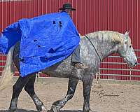 flashy-quarter-horse