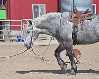 ranch-quarter-horse