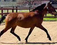 santa-rosa-andalusian-horse