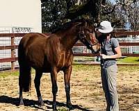 andalusian-horse