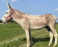 hand-breed-donkey