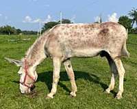 strawberry-roan-donkey