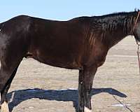 black-all-around-horse