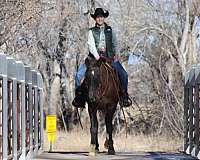 trail-beginner-horse