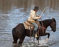 black-trail-horse