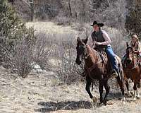 black-trail-riding-horse