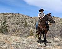 black-western-pleasure-horse