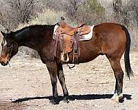 quarter-horse