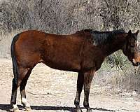 ranch-work-quarter-horse