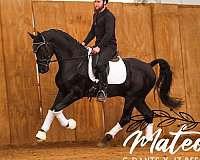 athletic-sporthorse-dutch-warmblood-horse