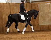 black-athletic-sporthorse