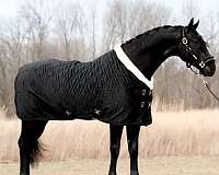 black-adha-gelding