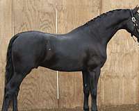 black-adha-horse