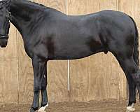 black-gelding-for-sale