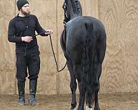 adha-gelding