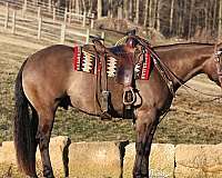 athletic-quarter-horse