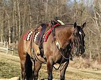 beginner-quarter-horse