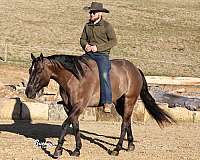 husband-safe-quarter-horse