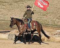 mounted-patrol-quarter-horse