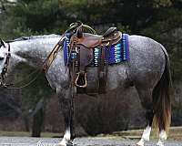 all-around-quarter-horse