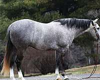 grey-dappled-white-socks-horse