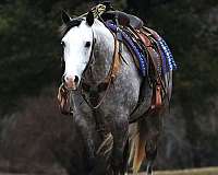 athletic-quarter-horse