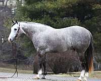 dappled-grey-white-socks