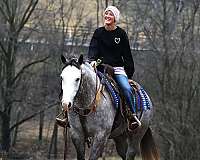 dappled-quarter-horse