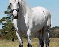 all-friesian-horse