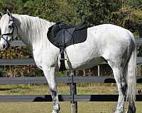 all-around-friesian-horse