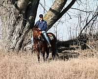 family-mule-mare