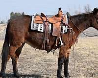 over-night-camping-mule