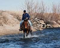 trail-riding-mule