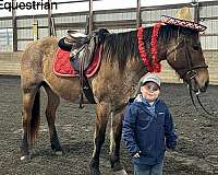 perfect-first-horse-gelding