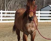 aqha-registered-quarter-horse