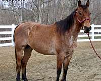 bay-roan-quarter-horse