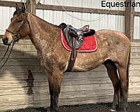 gelding-quarter-horse